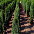 Taxus baccata "Fastigiata Robusta" - tis obyčajný